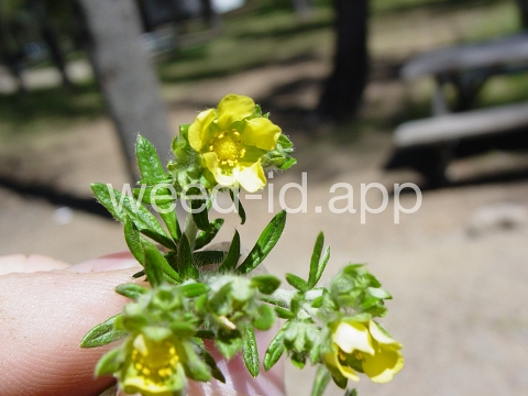 cinquefoil, silvery